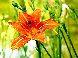花,賴氨酸,橙色