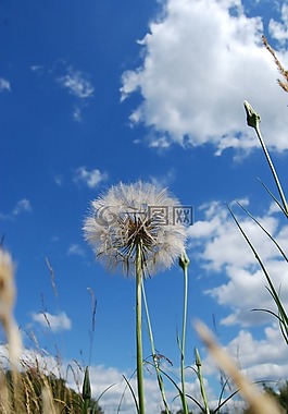 蒲公英,雜草,植物區(qū)系