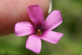 花,花園,微型