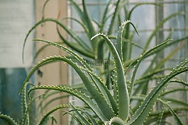 植物,仙人掌,多汁