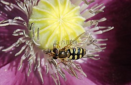 hoverfly,飛,昆蟲