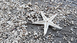 明星,沙,海灘