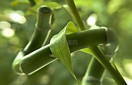 竹,新鮮,自然