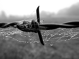 露水,線,morgentau