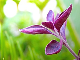 樹,花,自然