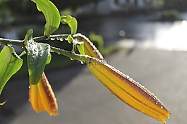 百合,芽,黃色
