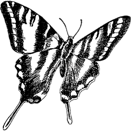 蝴蝶,釀酒,圖