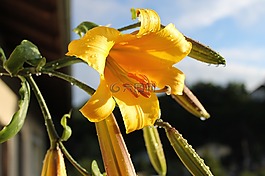 百合,開花,開放