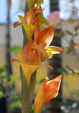 花卉,蘭花,花園