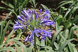 開(kāi)花,紫,綠色