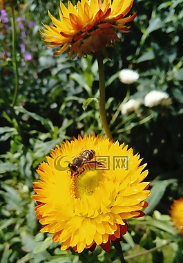 花,蜜蜂,黃色