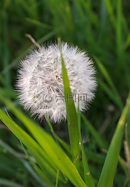 草,蒲公英,性質(zhì)