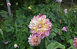 鲜花,花园,粉红色白色