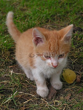 小猫,猫,红色