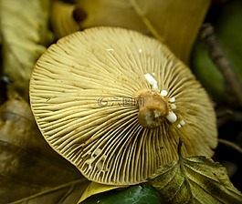 森林,蘑菇,菌類