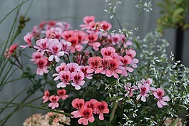 鮮花,粉紅色,性質(zhì)
