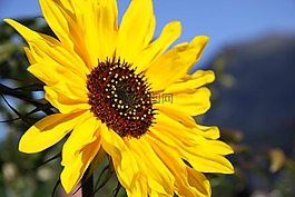 太陽花,關(guān)閉,開花