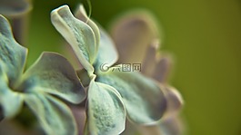 丁香,花,特寫