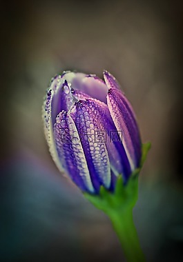 開(kāi)花,花,廠