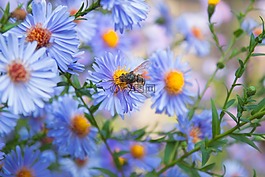 鲜花,蜜蜂,布什