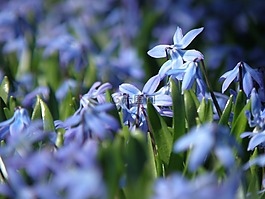 chionodoxa 兩個,花卉,花
