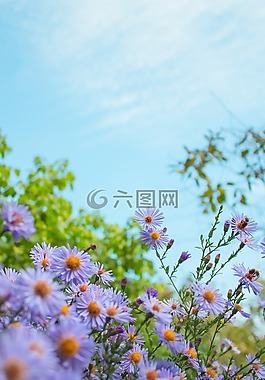性質(zhì),天空,鮮花