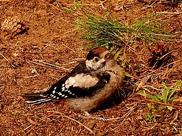 啄木鸟,联邦啄木鸟,鸟