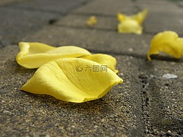 花卉,花的花瓣,黃