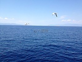 海鷗,海,鳥