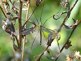 típula,蚊子,野生花卉