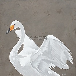 天鵝,鳥,白
