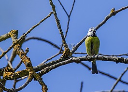 山雀,鳥,科