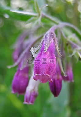 花,紫草,粉色
