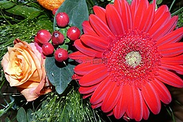 鮮花,非洲菊,玫瑰