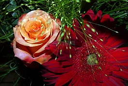 鮮花,非洲菊,玫瑰
