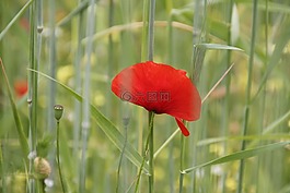 罌粟,花,字段