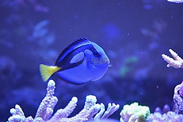 魚,水海洋,藍色
