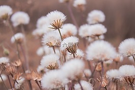 雜草,蔬菜花園,景觀