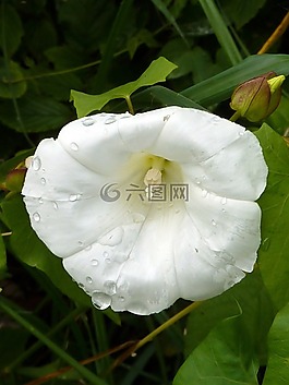 白花,性質(zhì),花