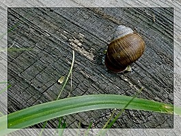 蝸牛,海螺,宏