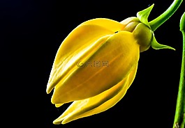 梅花,開花,花