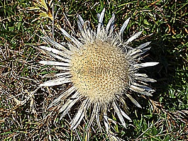 薊,性質(zhì),野生植物