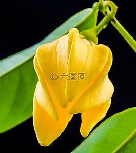 梅花,開花,花