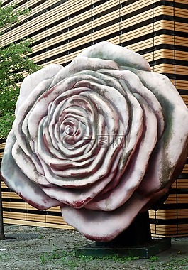玫瑰,花,具体