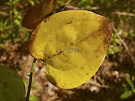 秋天,秋,葉