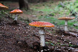 菌,森林,毒菌