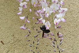 蜜蜂,紫藤,墻