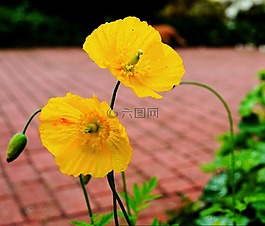 罌粟,花,開花