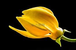 梅花,開花,花