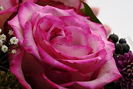 花,開花,玫瑰
